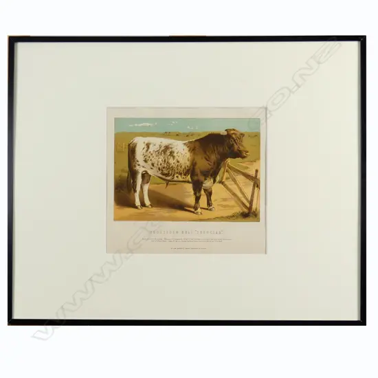 Four chromolithographic prints of cattle