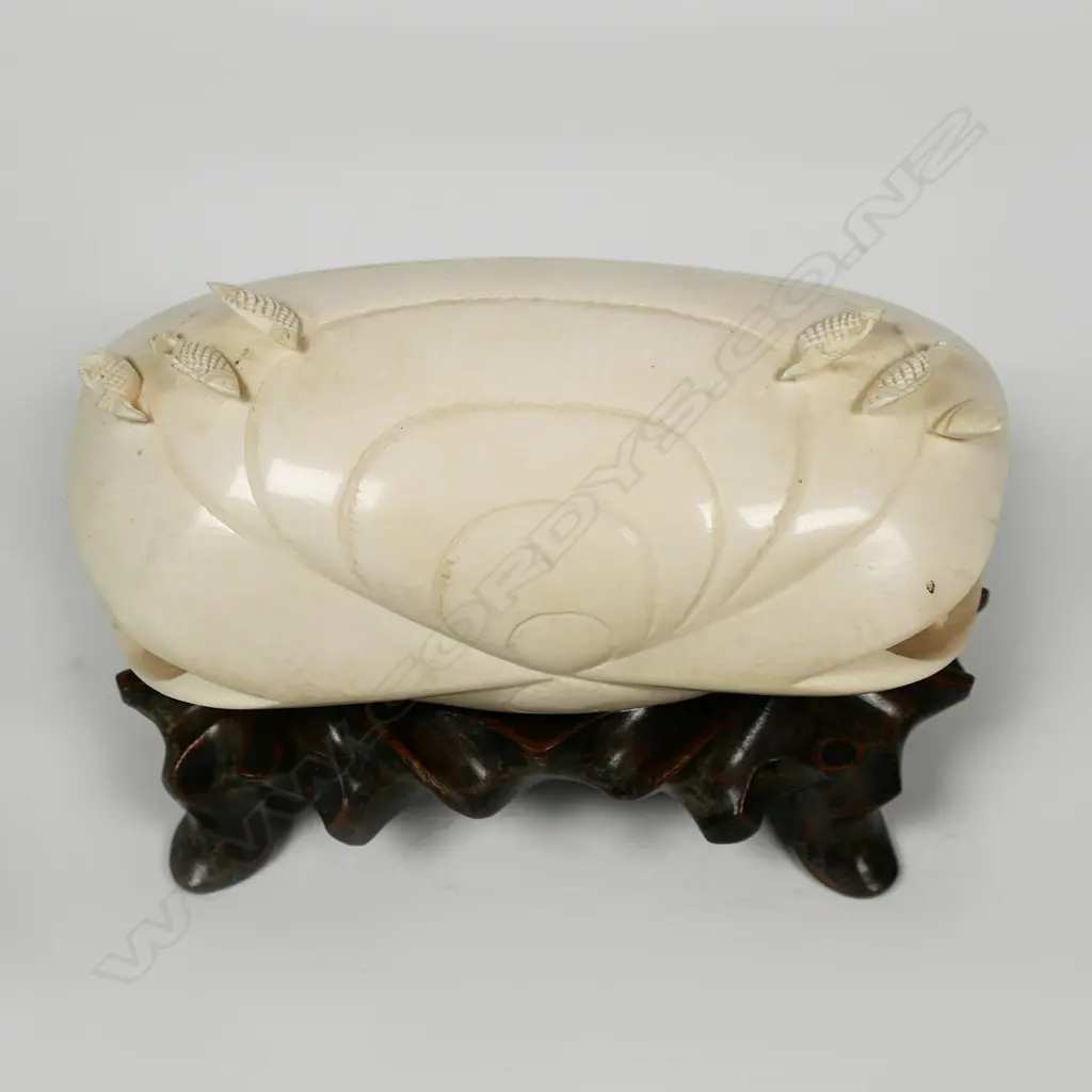 A large ivory dream shell, Image 1++