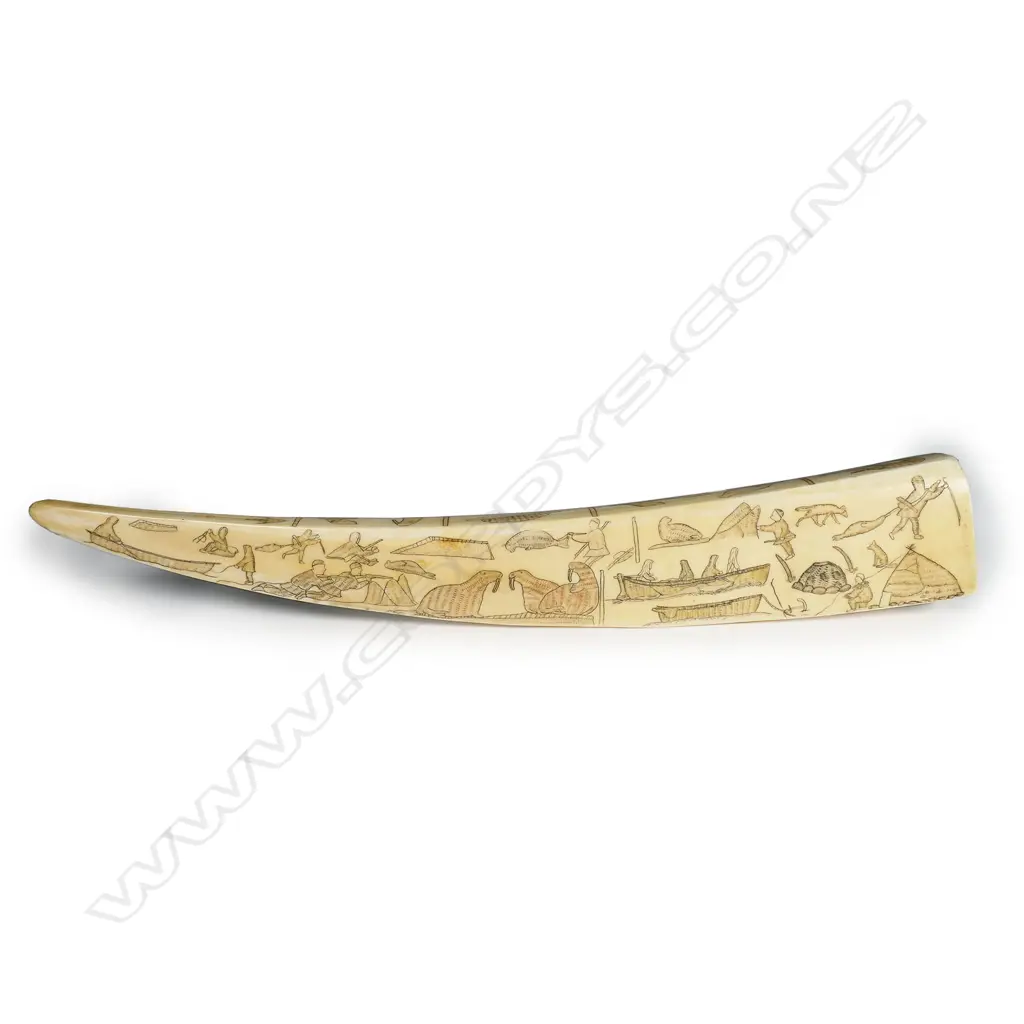 A marine ivory tusk, Image 1++