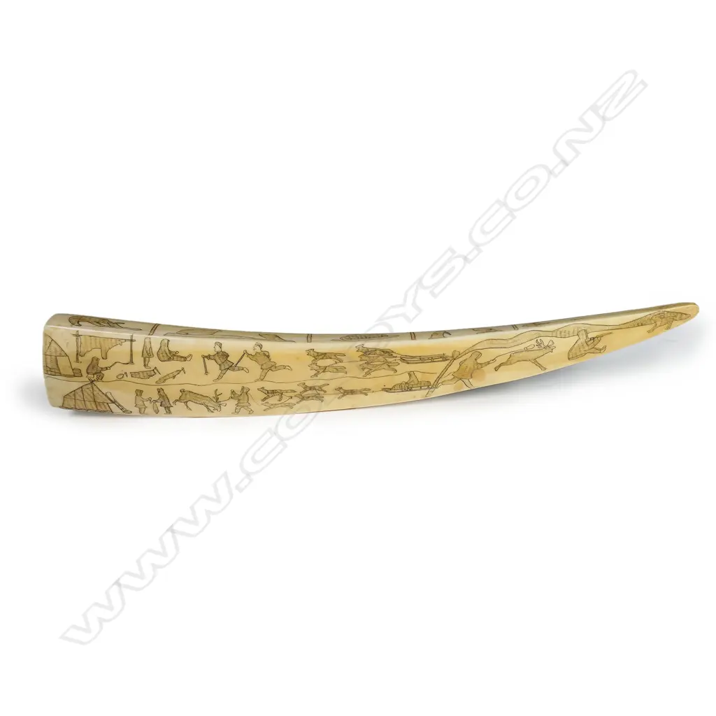 A marine ivory tusk, Image 1++