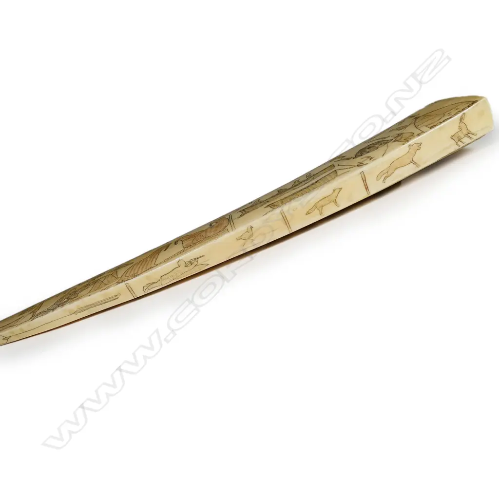 A marine ivory tusk, Image 1++