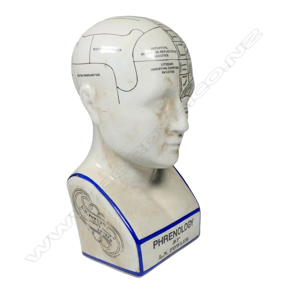 A vintage phrenology head, Image 1++