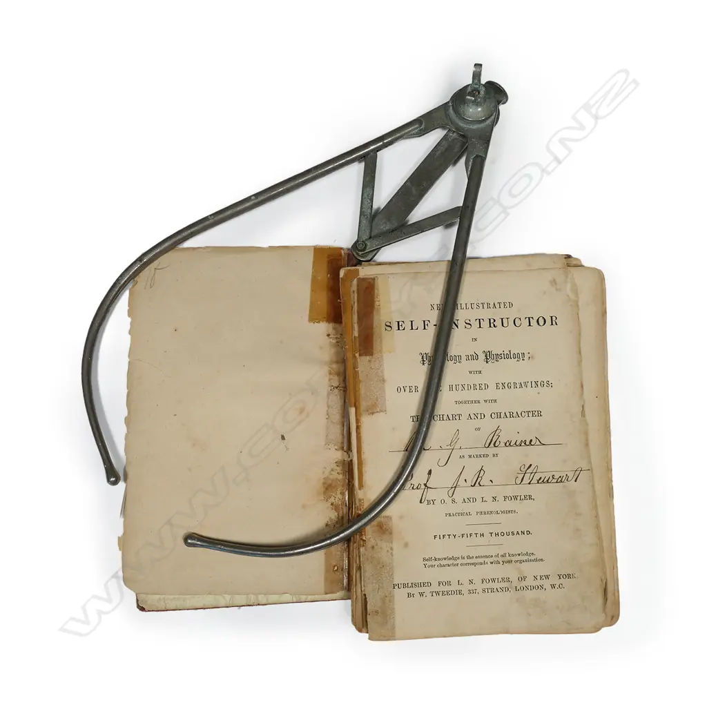 A vintage phrenology head, Image 1++