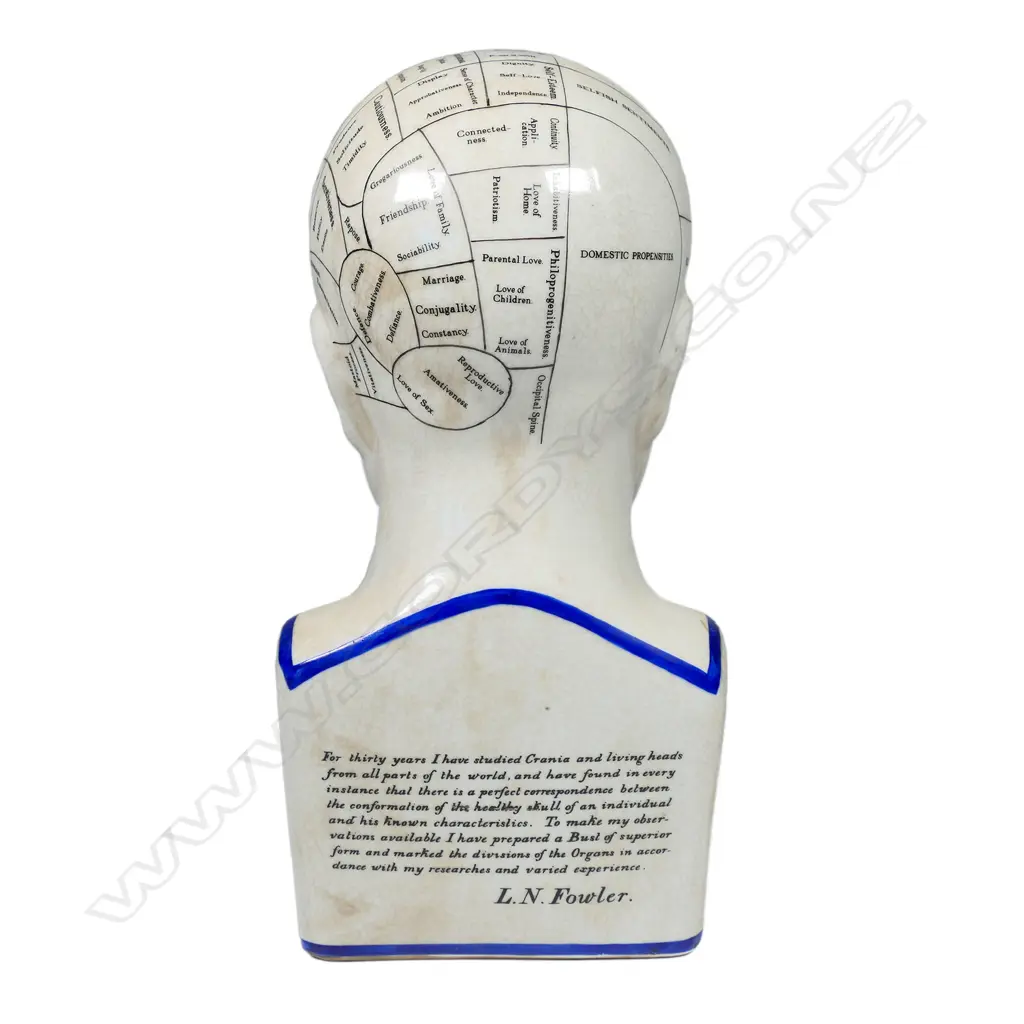 A vintage phrenology head, Image 1++