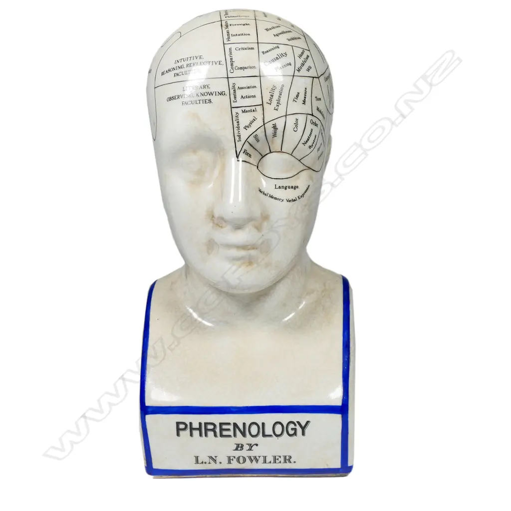 A vintage phrenology head, Image 1++