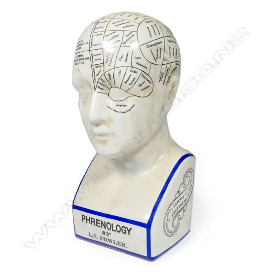 A vintage phrenology head,