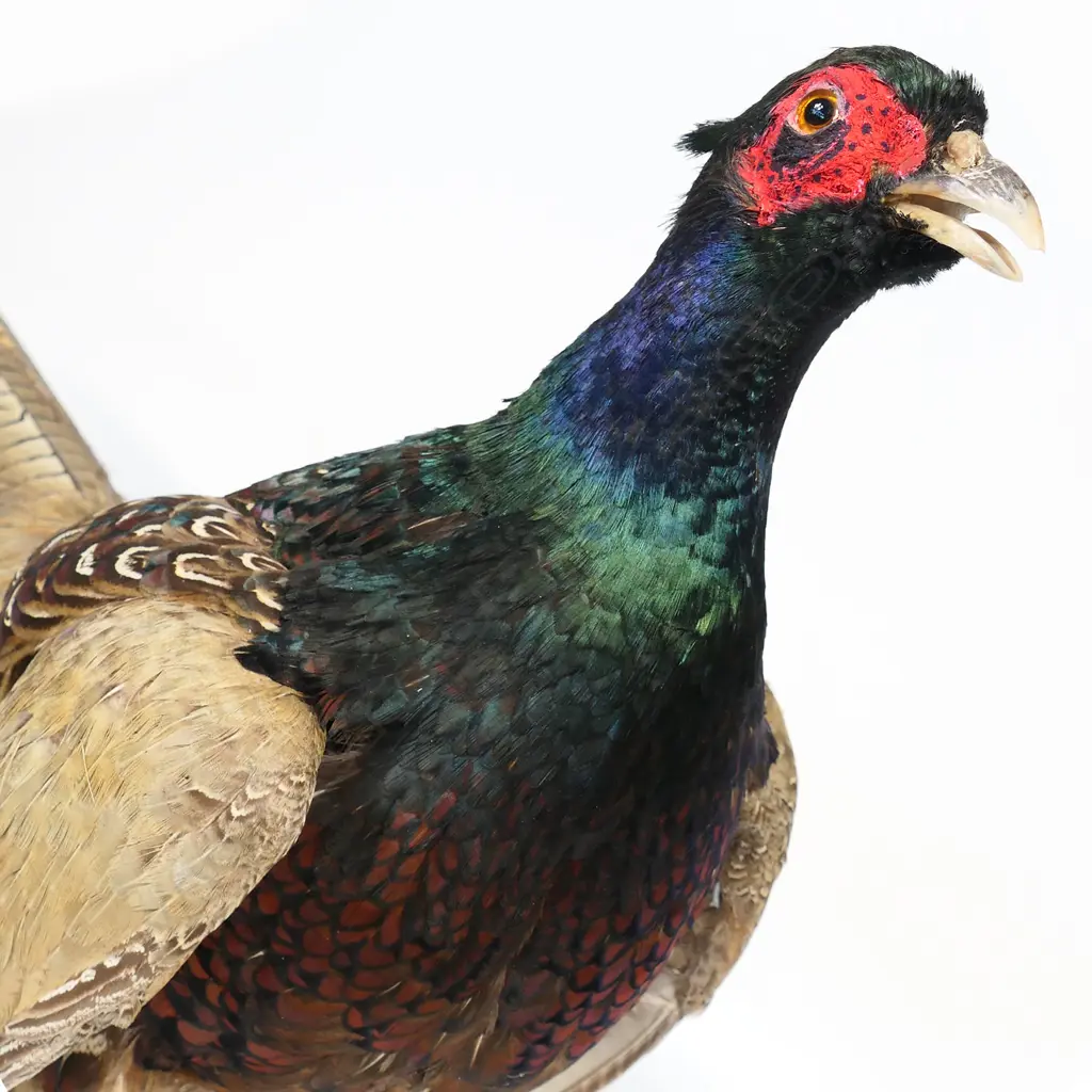 A taxidermy Japanese Green Mutant pheasant - the full body mount perched on a weathered wood plinth. L.700mm, Image 1++