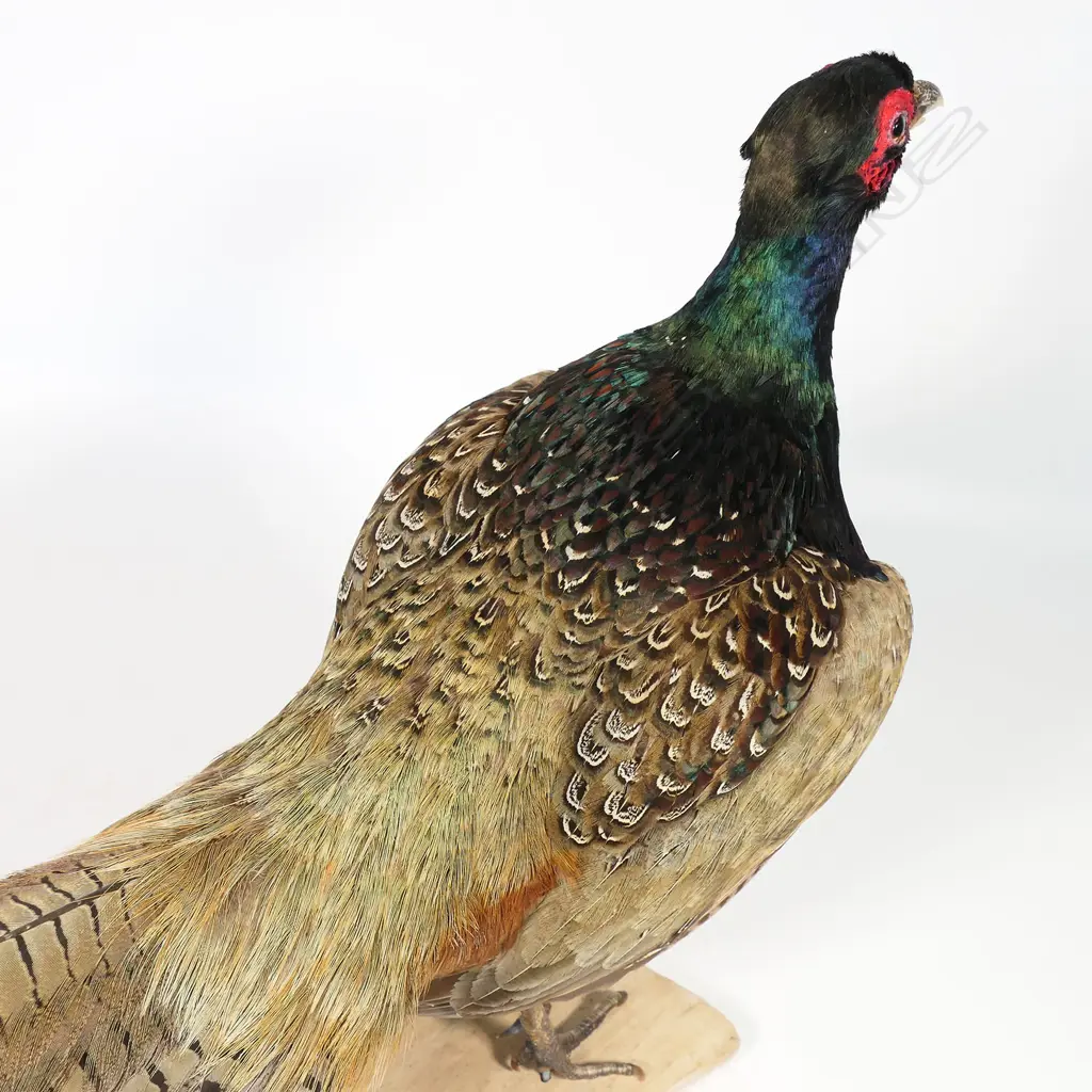 A taxidermy Japanese Green Mutant pheasant - the full body mount perched on a weathered wood plinth. L.700mm, Image 1++