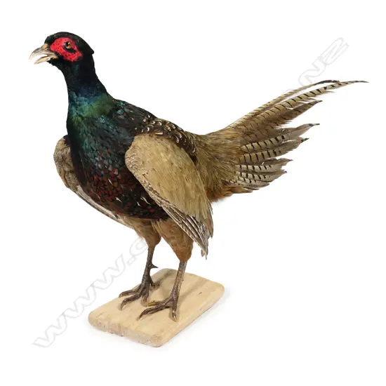 A taxidermy Japanese Green Mutant pheasant - the full body mount perched on a weathered wood plinth. L.700mm,