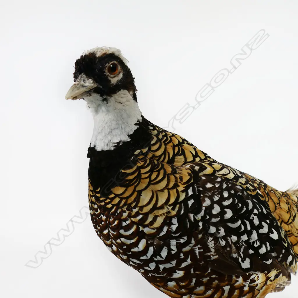 A taxidermied Reeves cock pheasant - in standing pose on natural wood base. 1200 x 500mm. Image 1++
