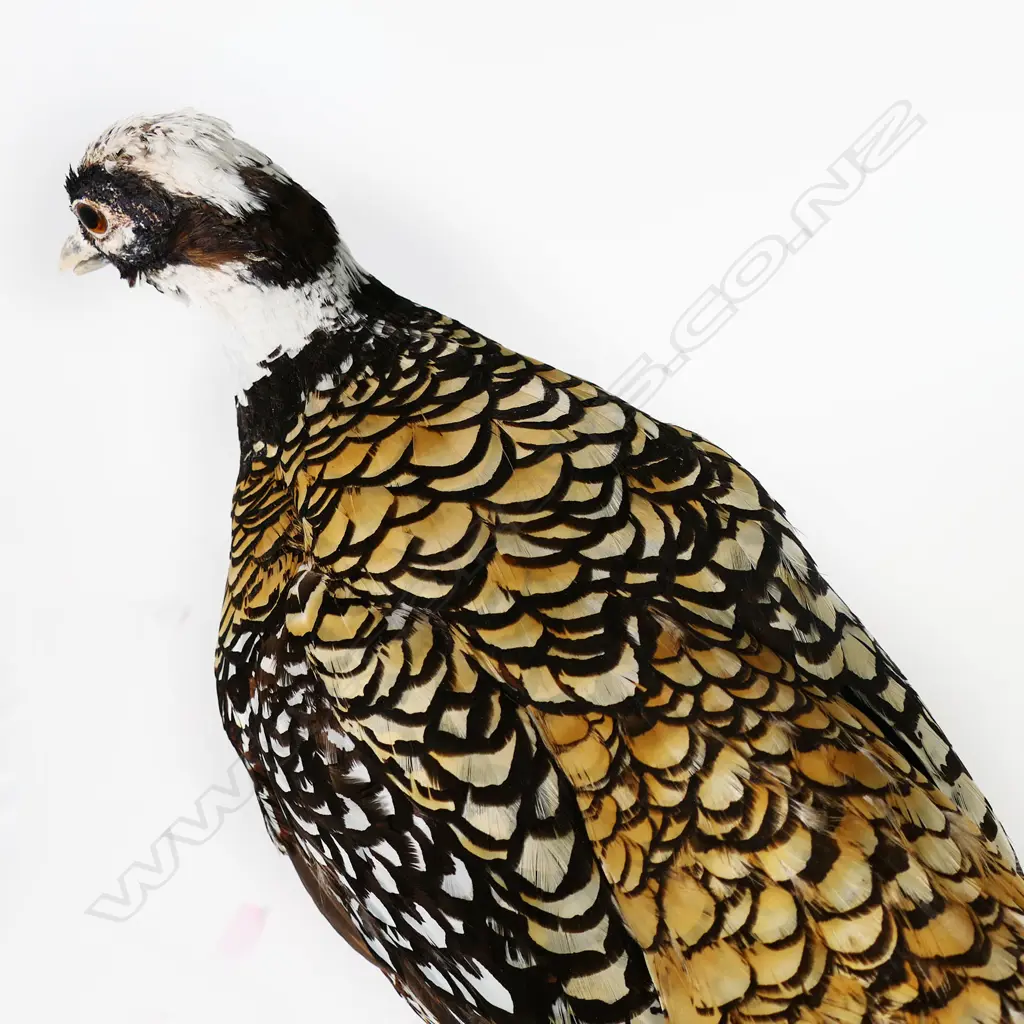 A taxidermied Reeves cock pheasant - in standing pose on natural wood base. 1200 x 500mm. Image 1++
