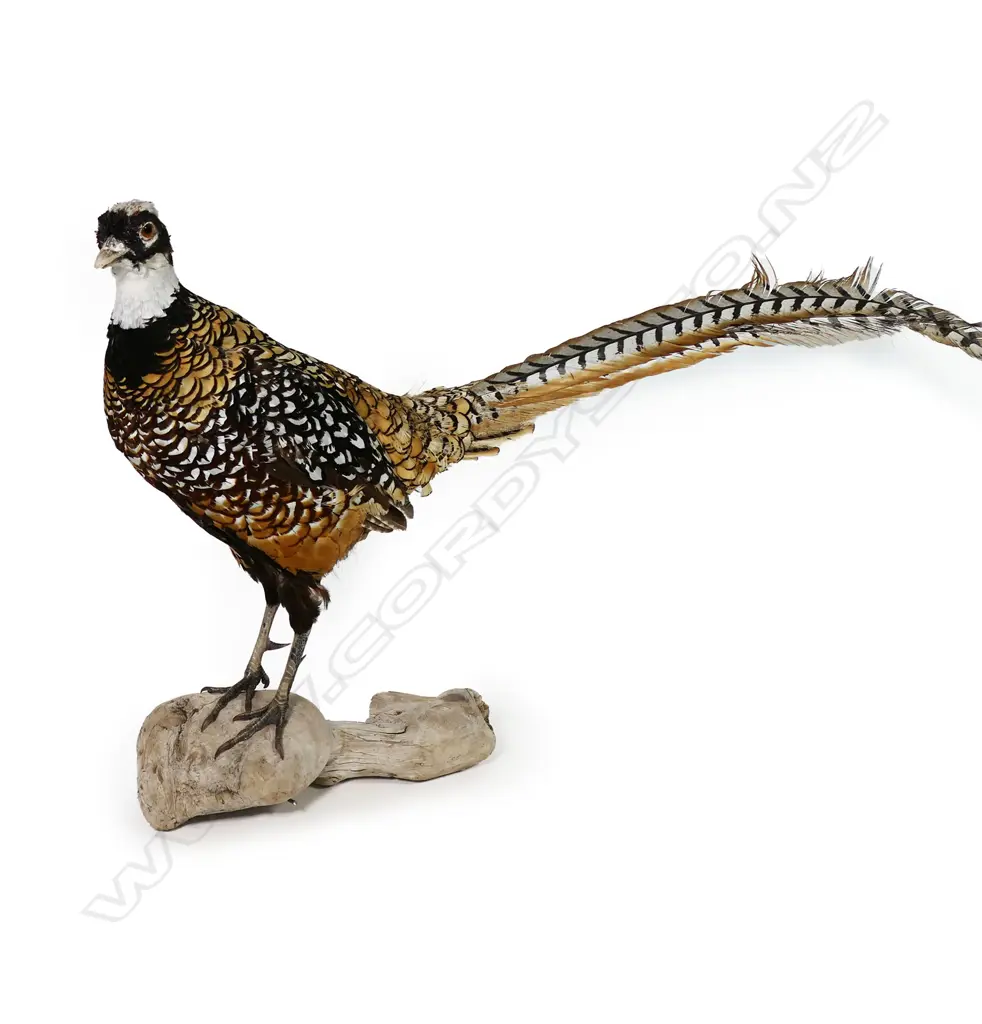 A taxidermied Reeves cock pheasant - in standing pose on natural wood base. 1200 x 500mm. Image 1++