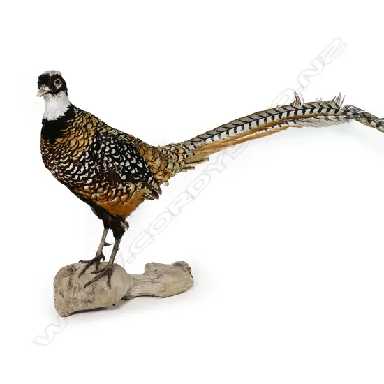 A taxidermied Reeves cock pheasant - in standing pose on natural wood base. 1200 x 500mm.