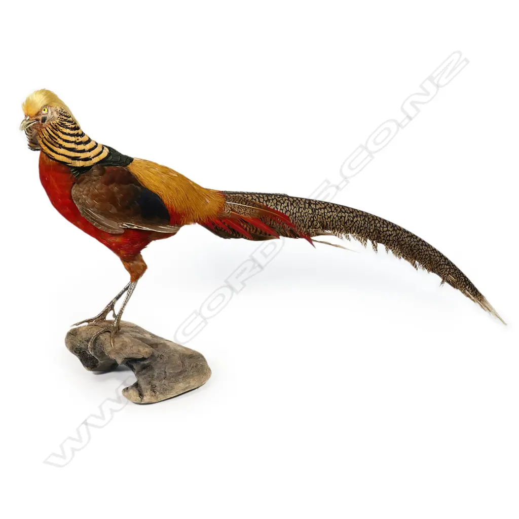 A taxidermy golden cock pheasant - the full body mount perched on a driftwood pedestal base. L.770mm, Image 1++