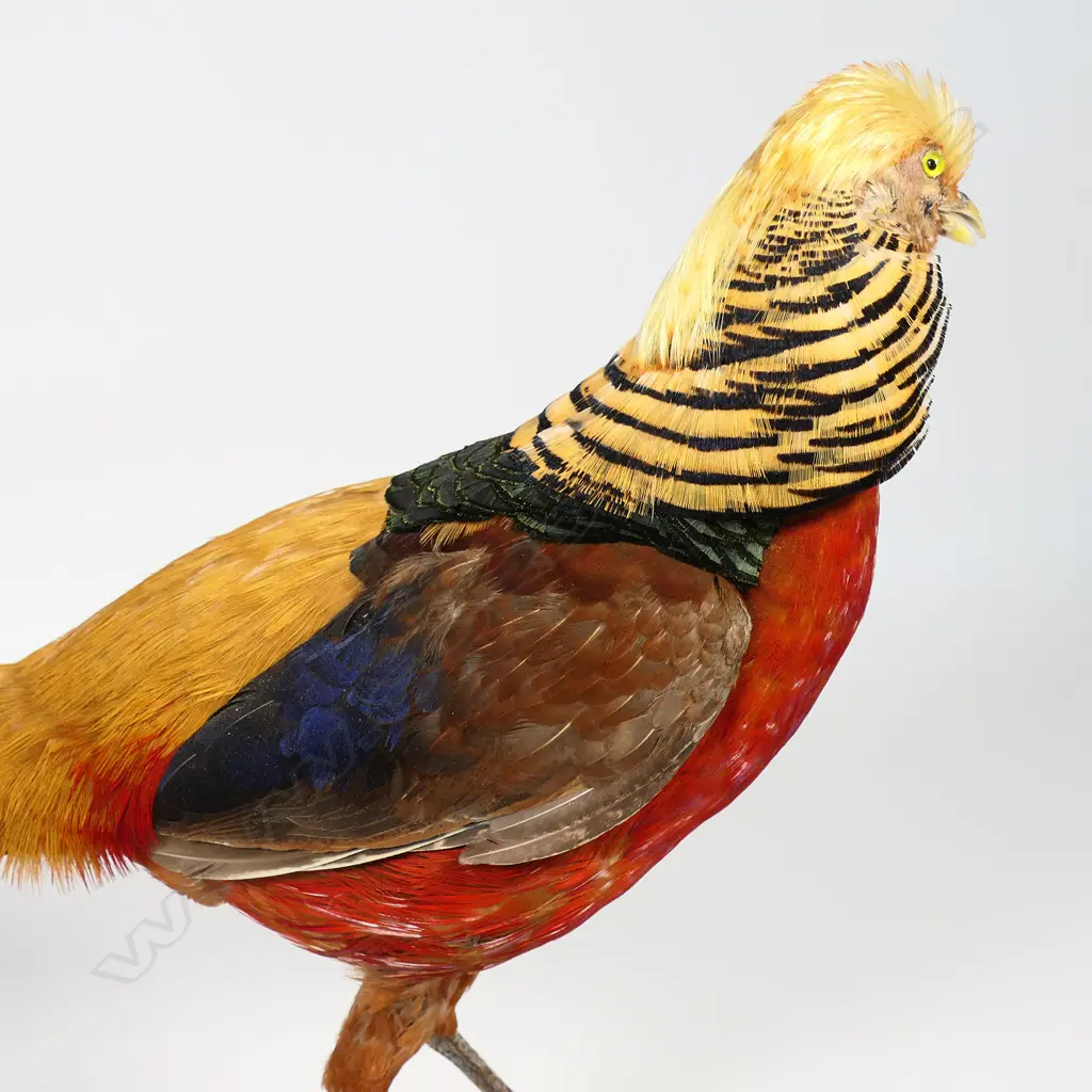 A taxidermy golden cock pheasant - the full body mount perched on a driftwood pedestal base. L.770mm, Image 1++