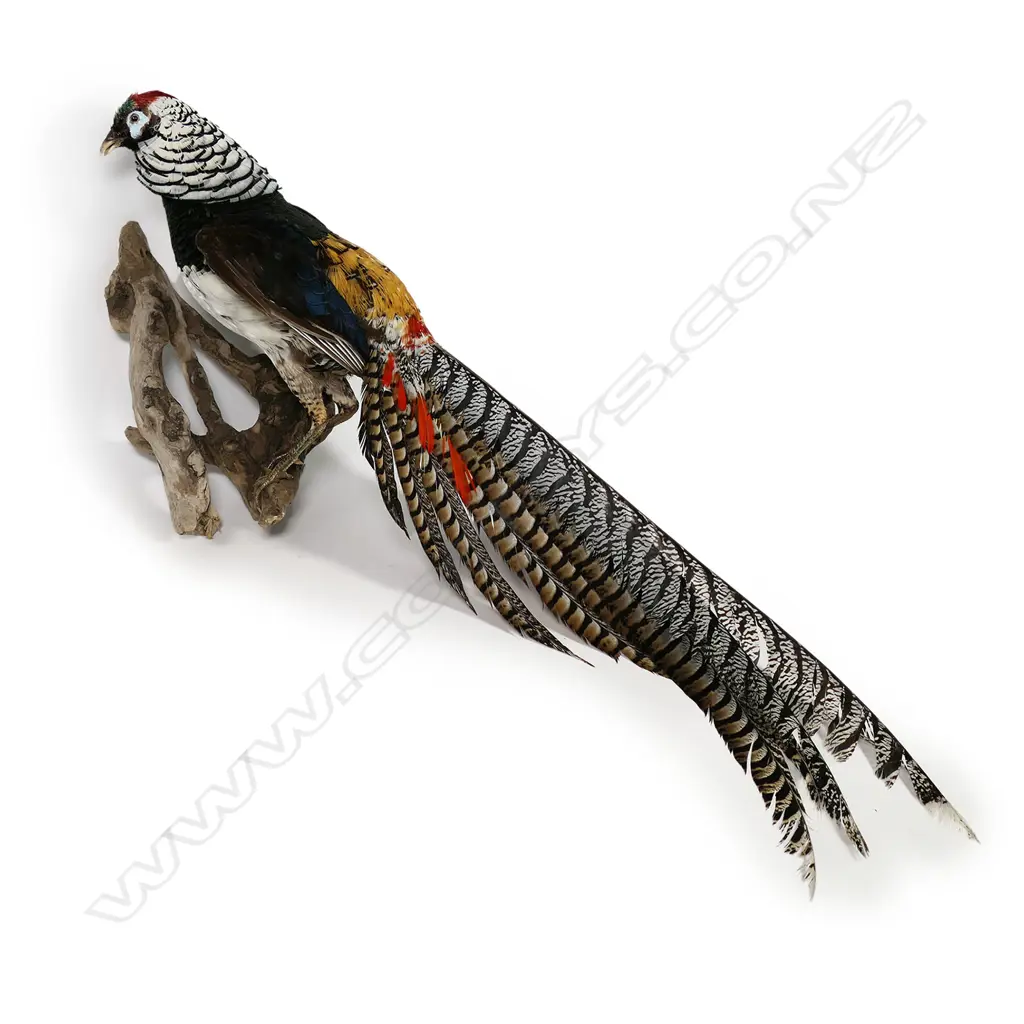A Lady Amherst cock pheasant - perched on a natural branch which attaches to the wall. H.950mm. Image 1++