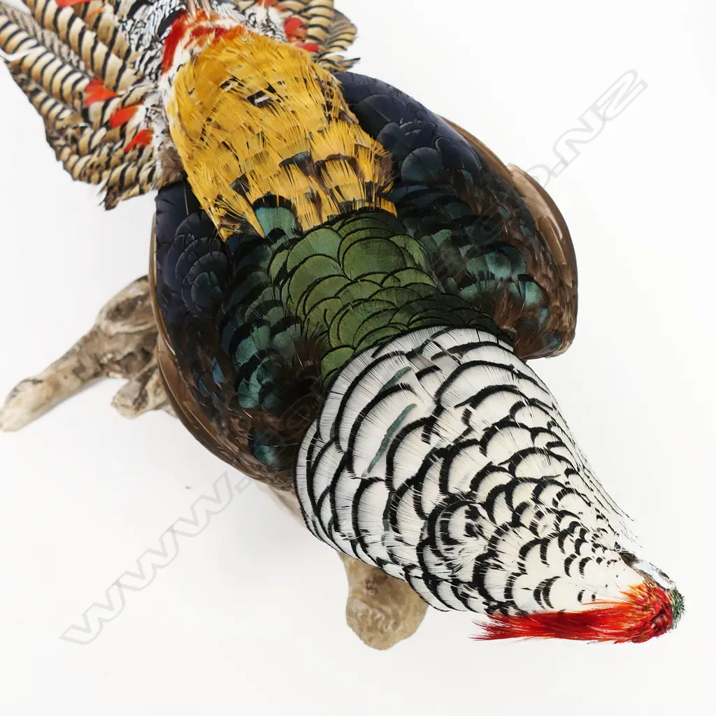 A Lady Amherst cock pheasant - perched on a natural branch which attaches to the wall. H.950mm. Image 1++