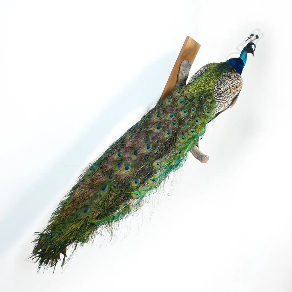 A taxidermy peacock - the full body mount perched upon a gnarled branch for wall mounting. H.1700mm. Image 1++