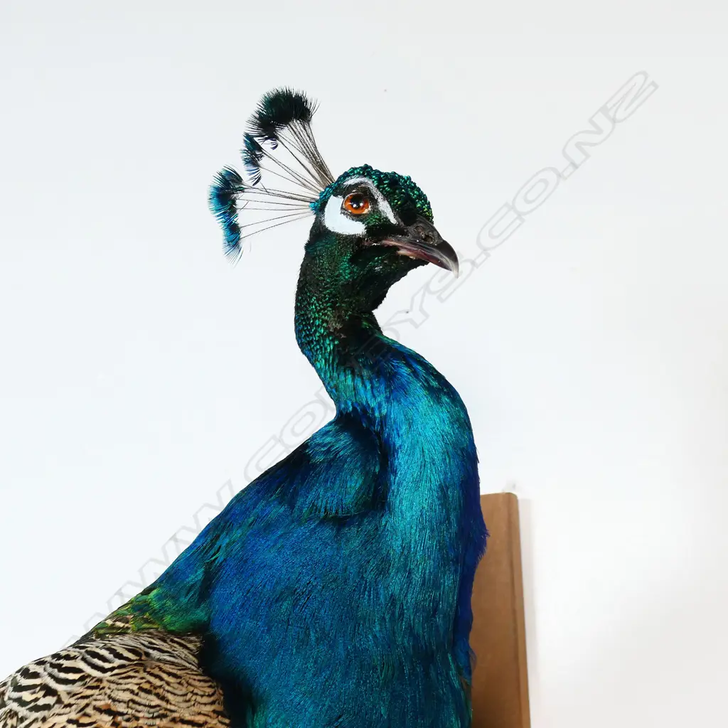 A taxidermy peacock - the full body mount perched upon a gnarled branch for wall mounting. H.1700mm. Image 1++