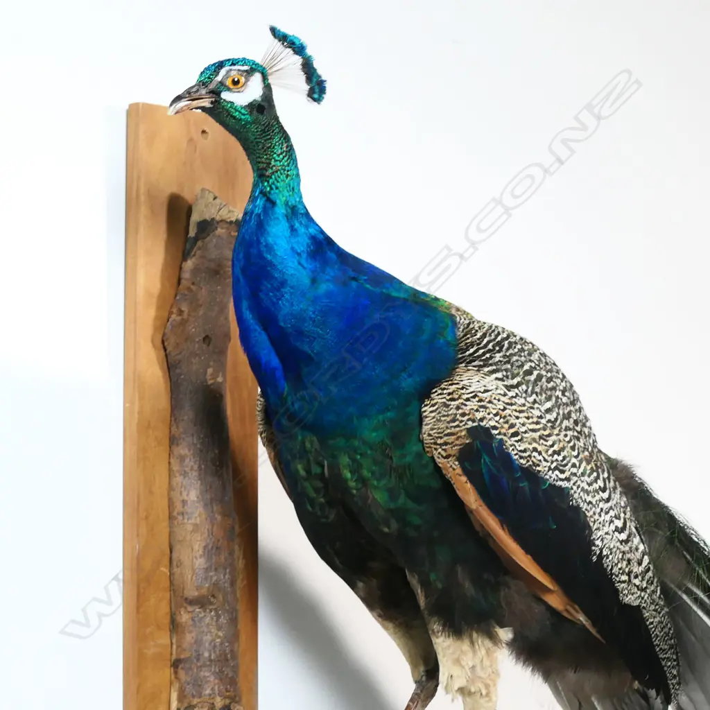 A taxidermy peacock - the full body mount perched upon a gnarled branch for wall mounting. H.2000mm. Image 1++