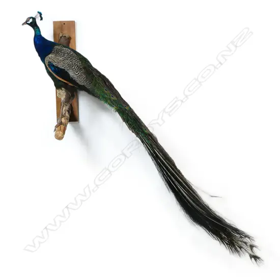 A taxidermy peacock - the full body mount perched upon a gnarled branch for wall mounting. H.2000mm.