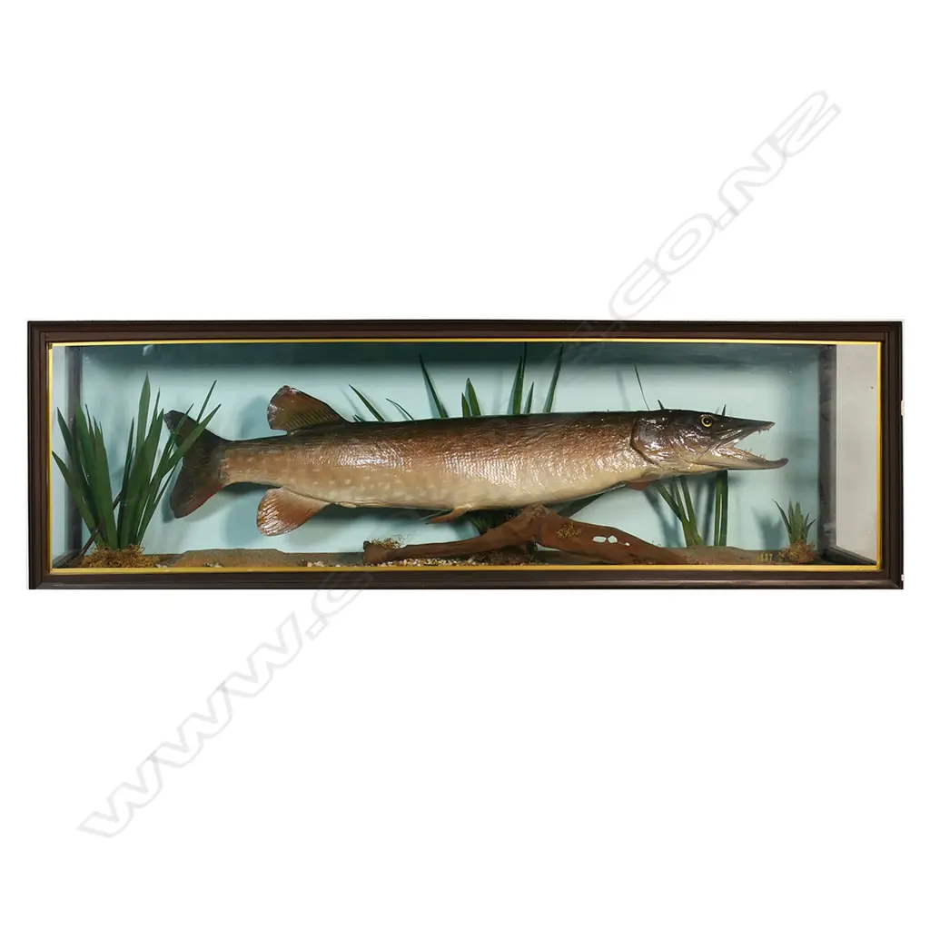 A 1937 large taxidermy pike in glazed case, Image 1++