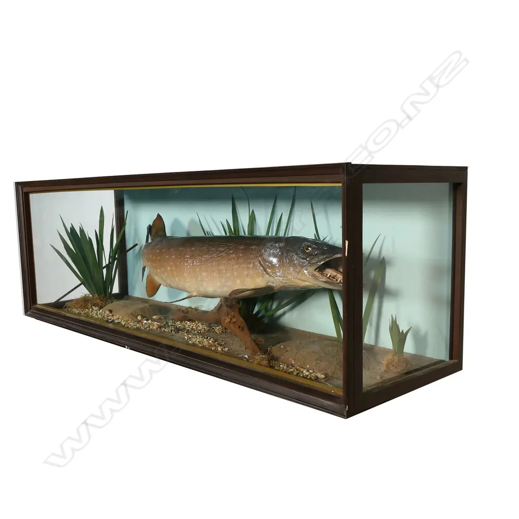 A 1937 large taxidermy pike in glazed case, Image 1++