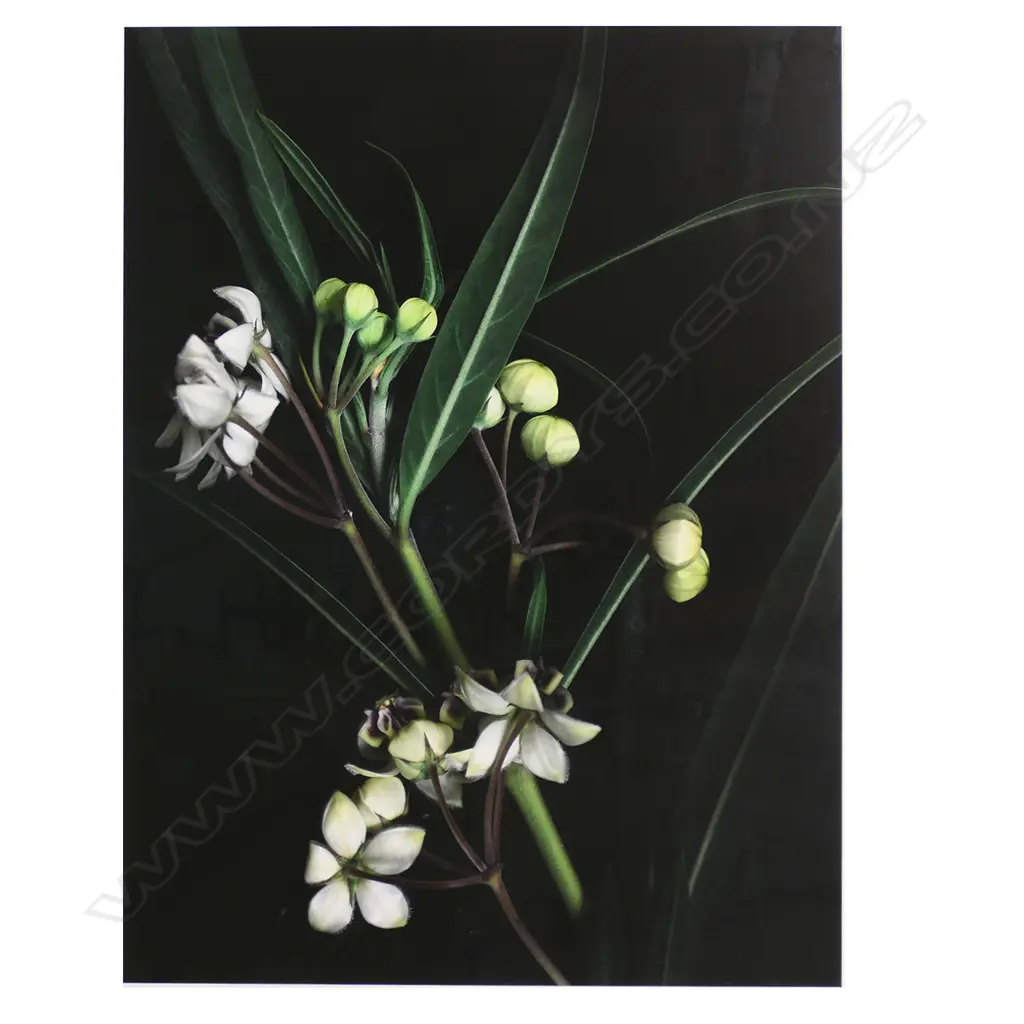 Jane Ussher (NZ 1953-) unique floral image, Image 1++
