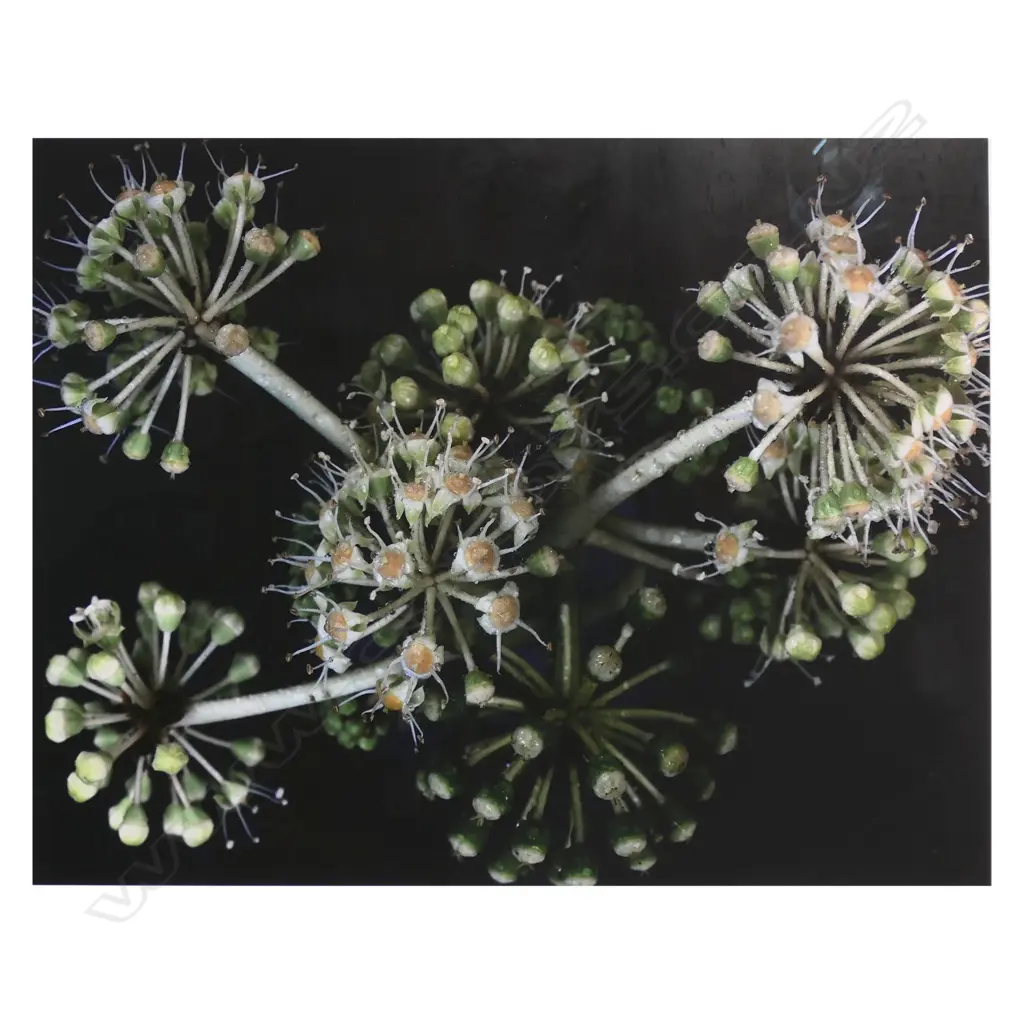 Jane Ussher (NZ 1953-) unique floral image, Image 1++