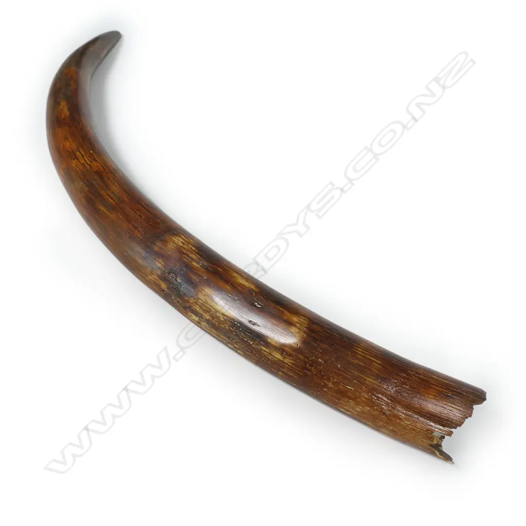 An ancient small woolly mammoth tusk on stand, Image 1++