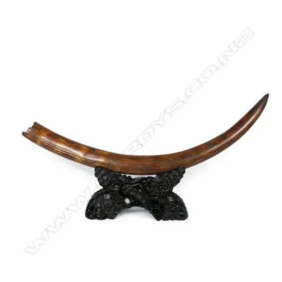 An ancient small woolly mammoth tusk on stand,