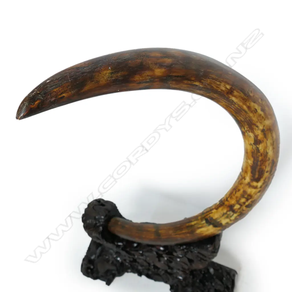 An ancient full woolly mammoth tusk on carved stand, Image 1++