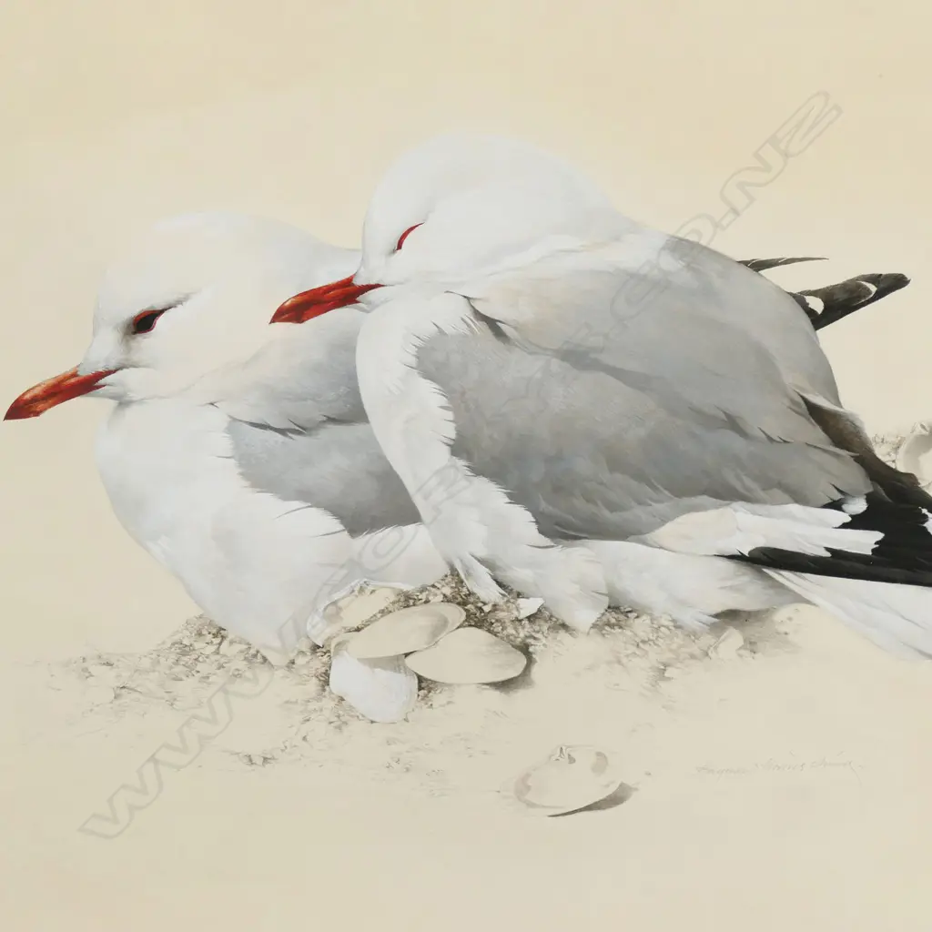 Raymond Ching (NZ 1939 - ) 'Tarapunga - Red Billed Gull Larus Novaehollandiae', Image 1++