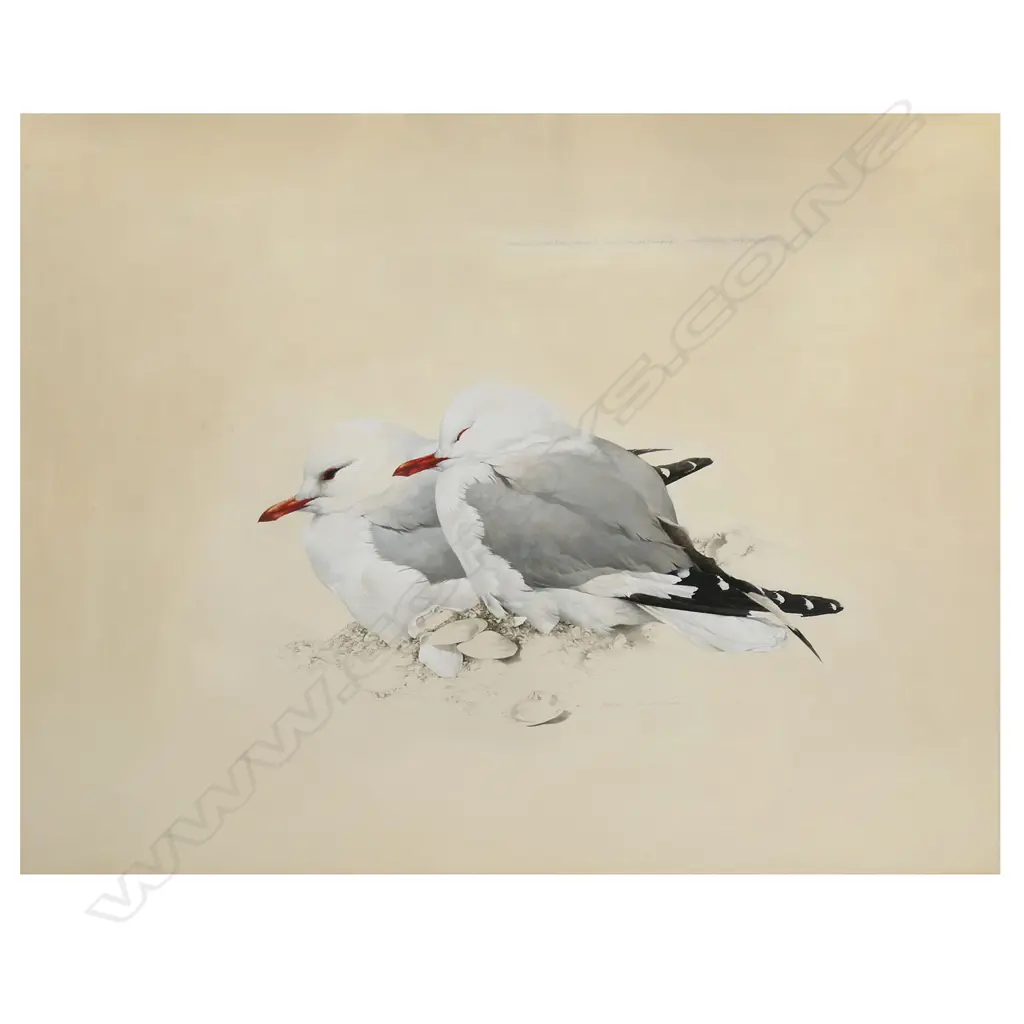 Raymond Ching (NZ 1939 - ) 'Tarapunga - Red Billed Gull Larus Novaehollandiae', Image 1++