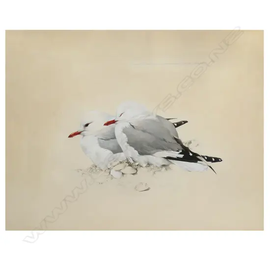 Raymond Ching (NZ 1939 - ) 'Tarapunga - Red Billed Gull Larus Novaehollandiae',