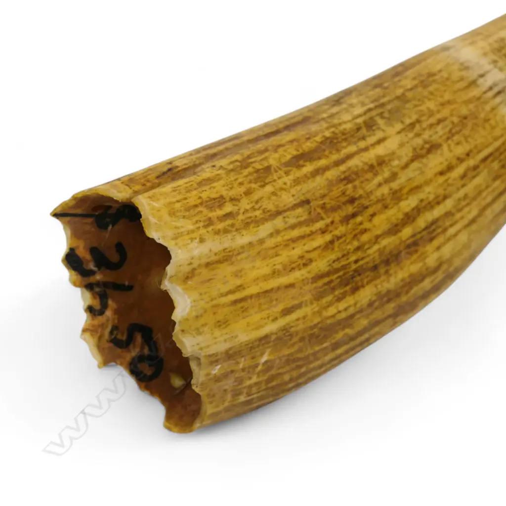 A Fijian tabua, Image 1++