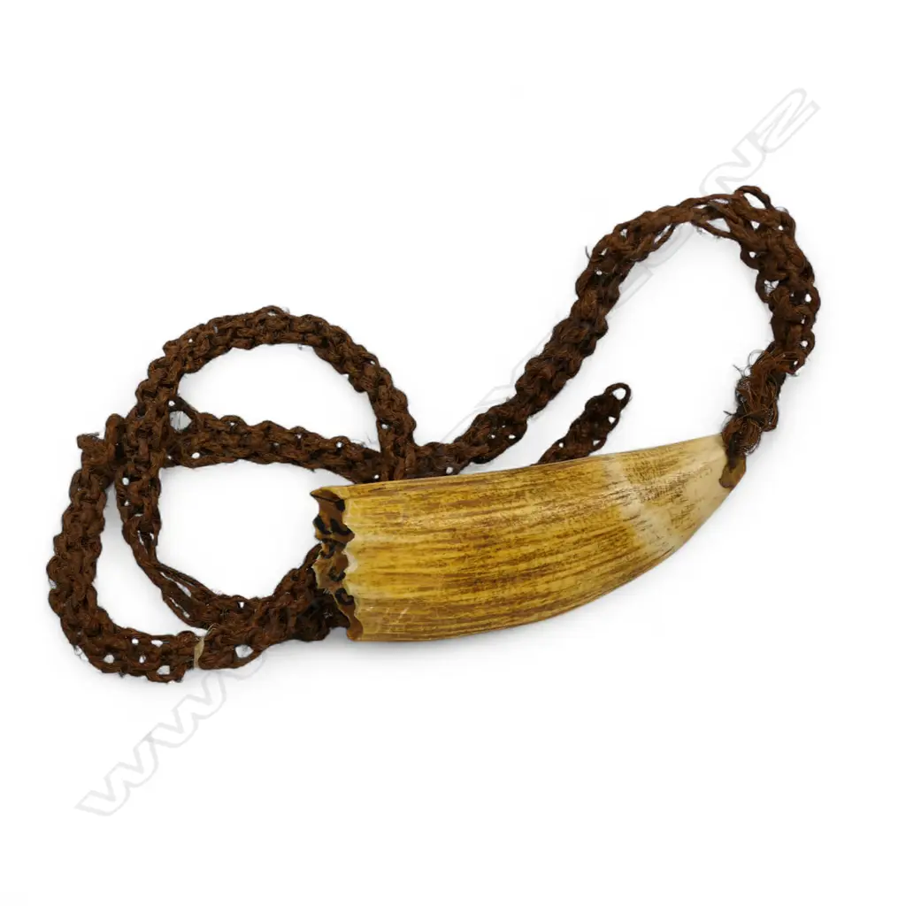 A Fijian tabua, Image 1++