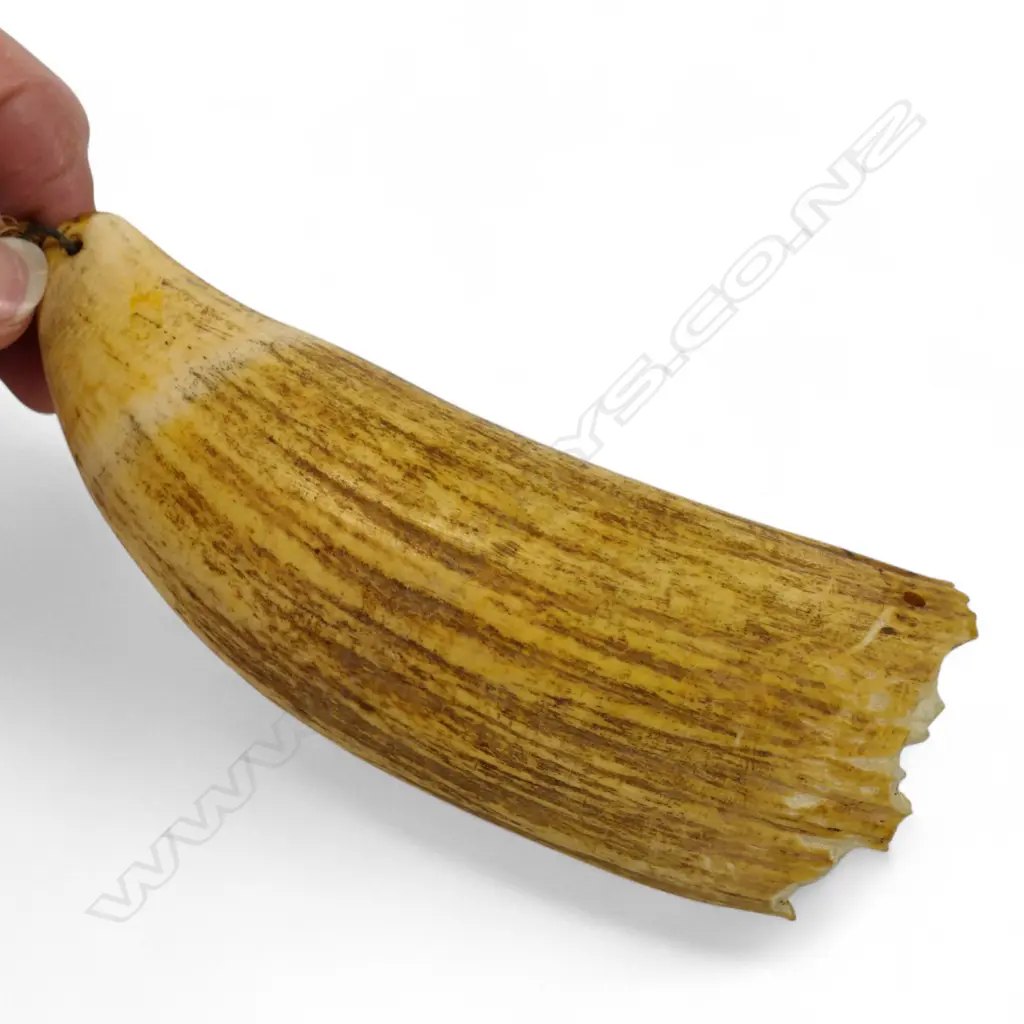 A Fijian tabua, Image 1++