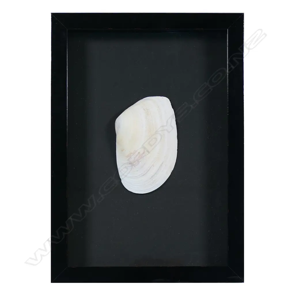 Old toheroa shell, Image 1++