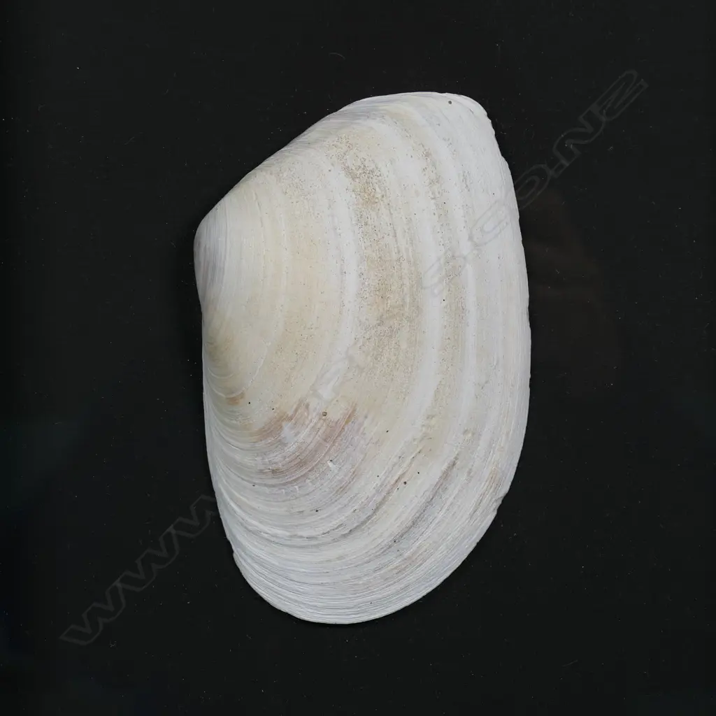 Old toheroa shell, Image 1++
