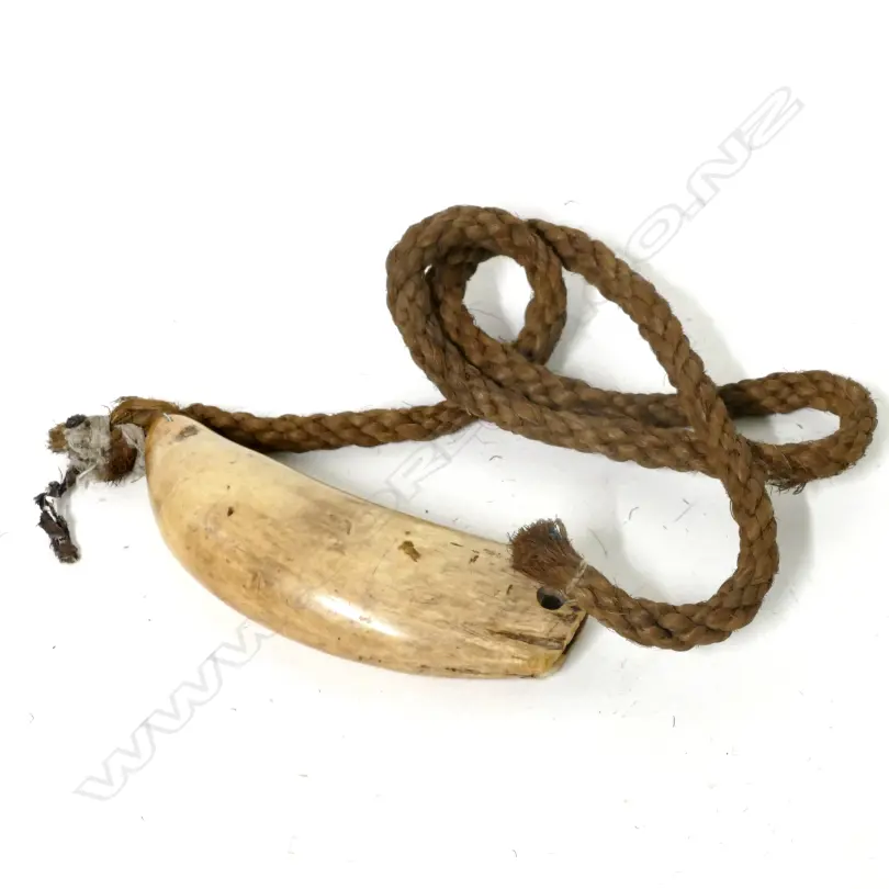 An old Fijian tabua Image 1++