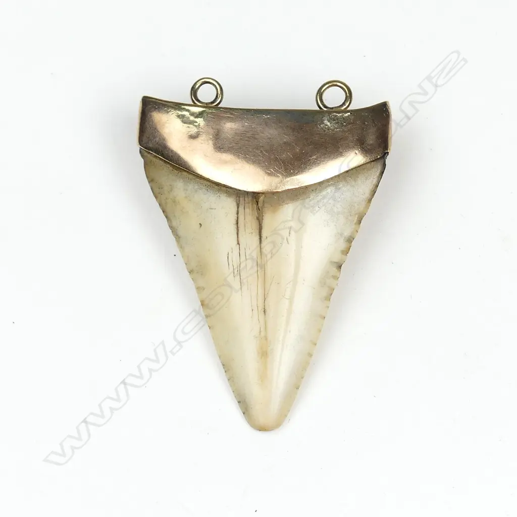 An old mako shark tooth mounted in a gold cap Image 1++