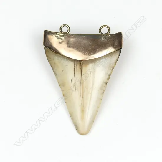 An old mako shark tooth mounted in a gold cap