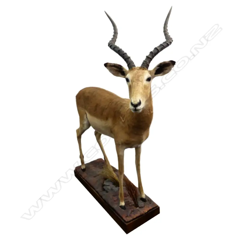 A full body taxidermy mount of an impala ram Image 1++