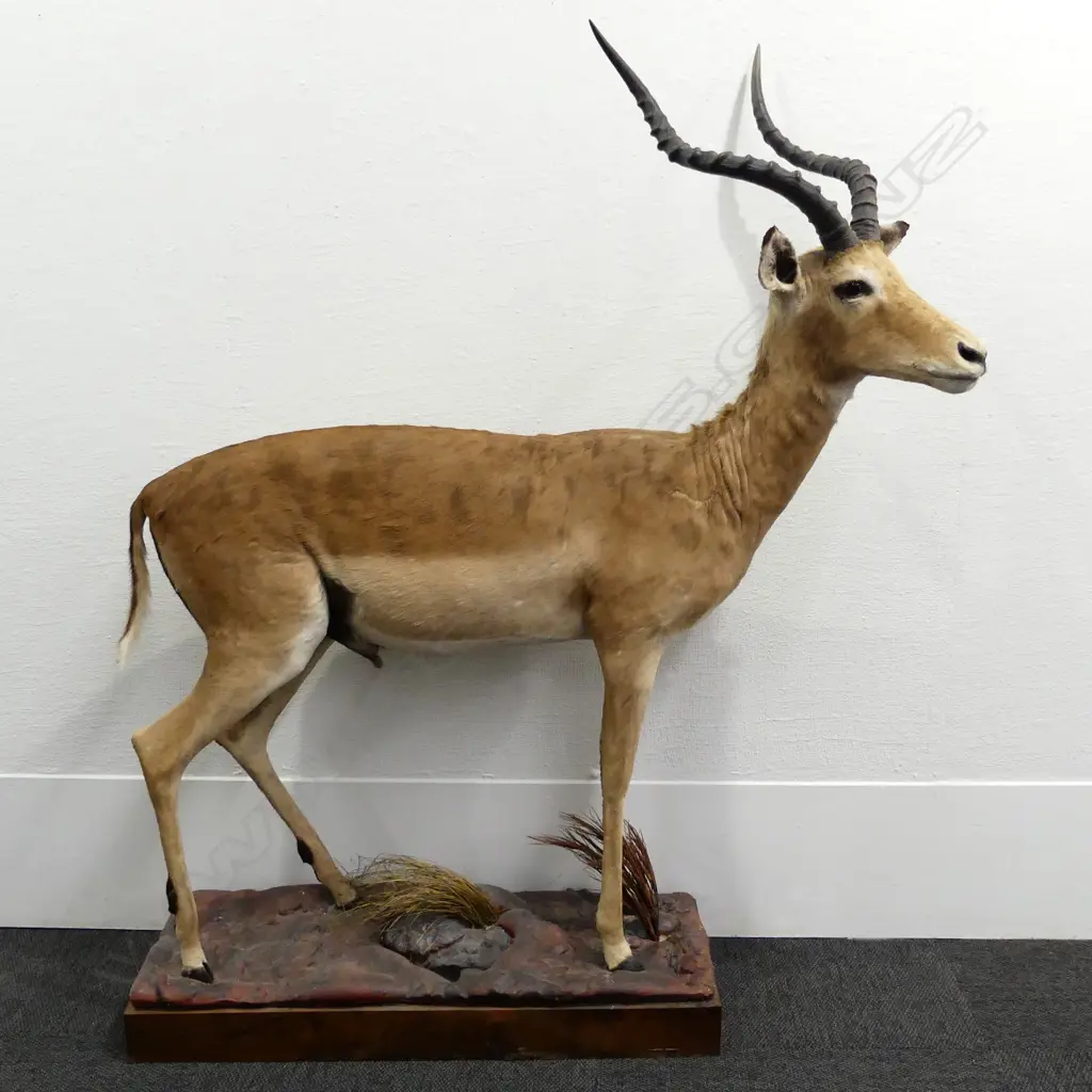 A full body taxidermy mount of an impala ram Image 1++
