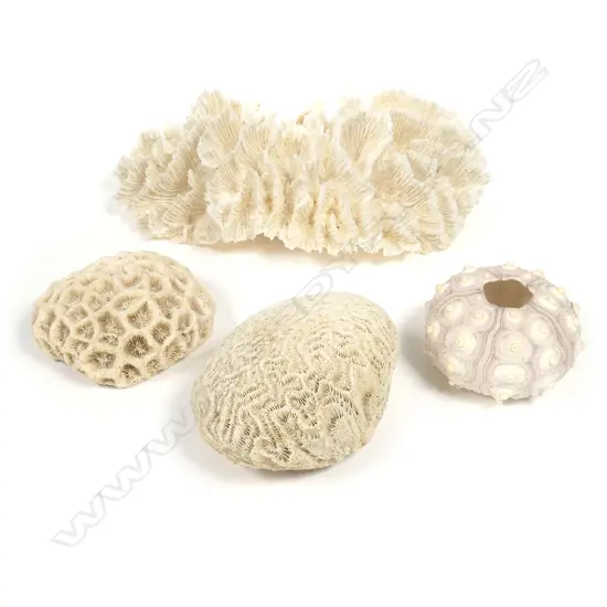 Three various corals and one urchin shell