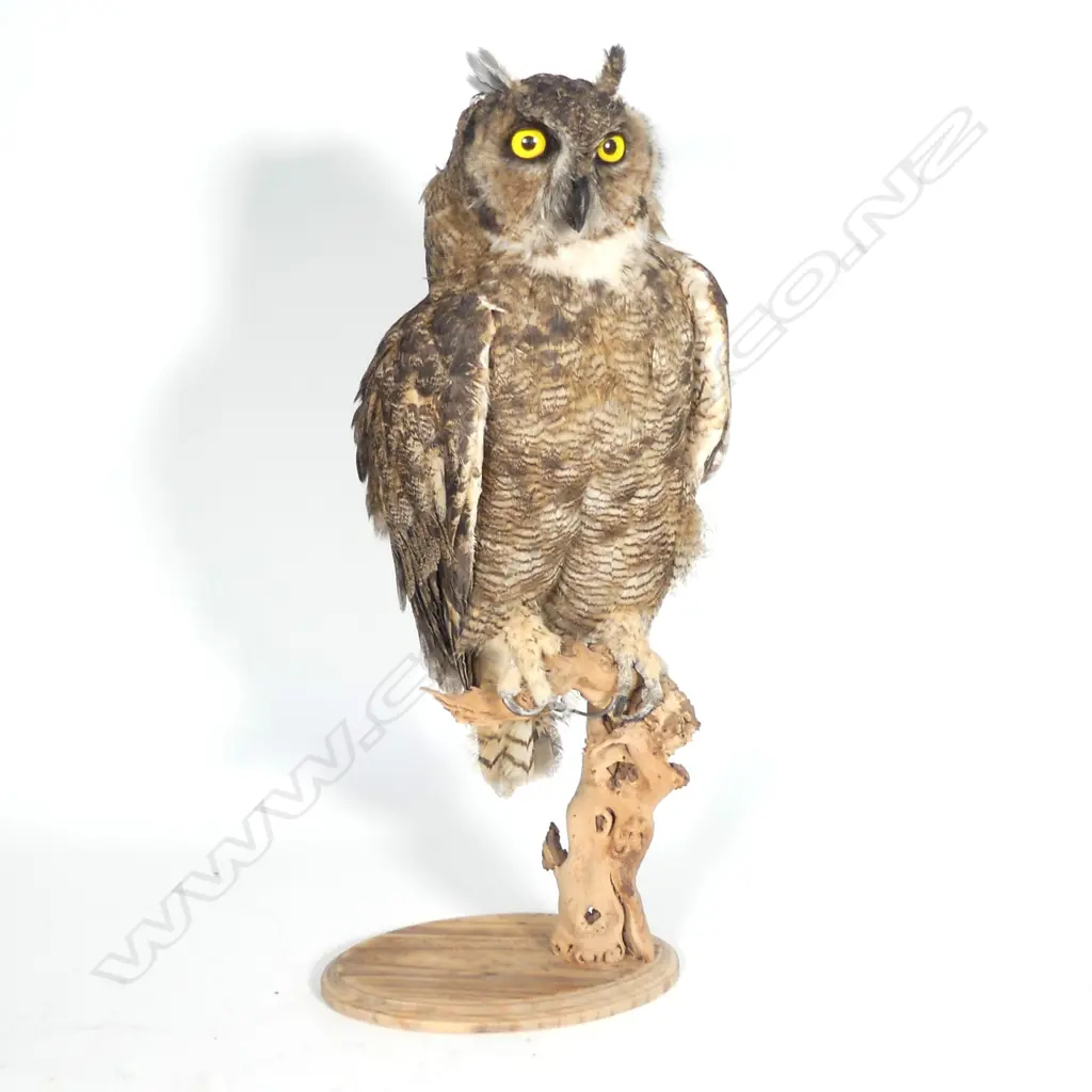 A taxidermy spotted eagle owl Image 1++