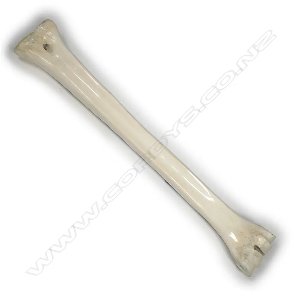 A large scrimshawed giraffe leg bone Image 1++