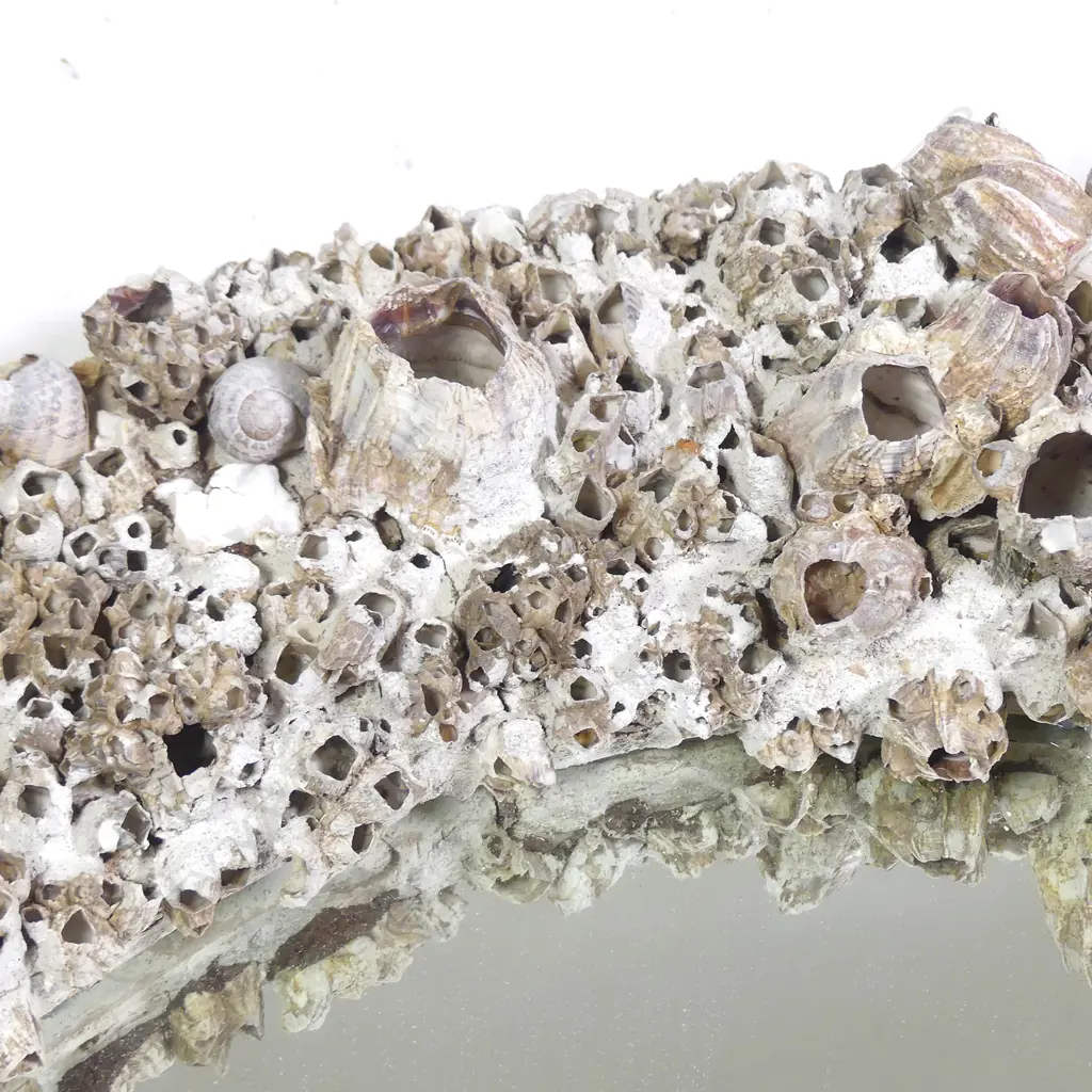 A large circular barnacle framed mirror Image 1++