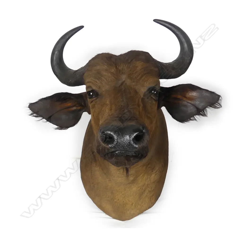 A large and impressive taxidermy African Cape buffalo head and shoulder mount Image 1++